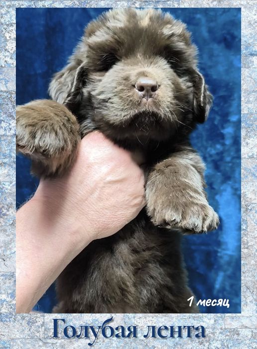 Щенки редкой коричневой линии Ньюфаундлендов