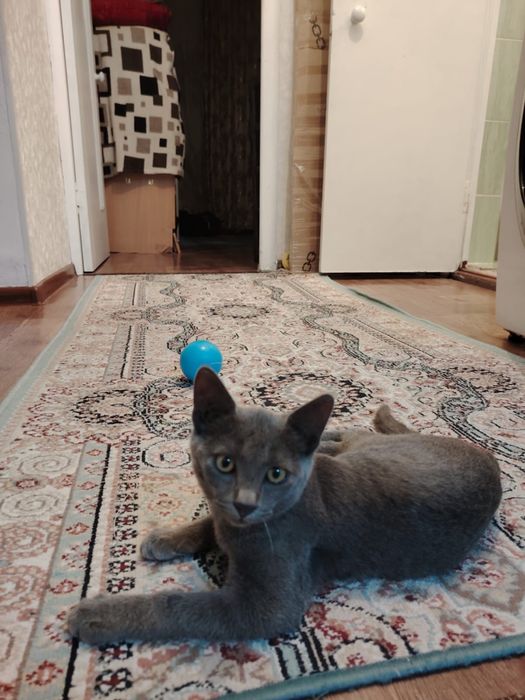 Котенок мальчик 6месяцев