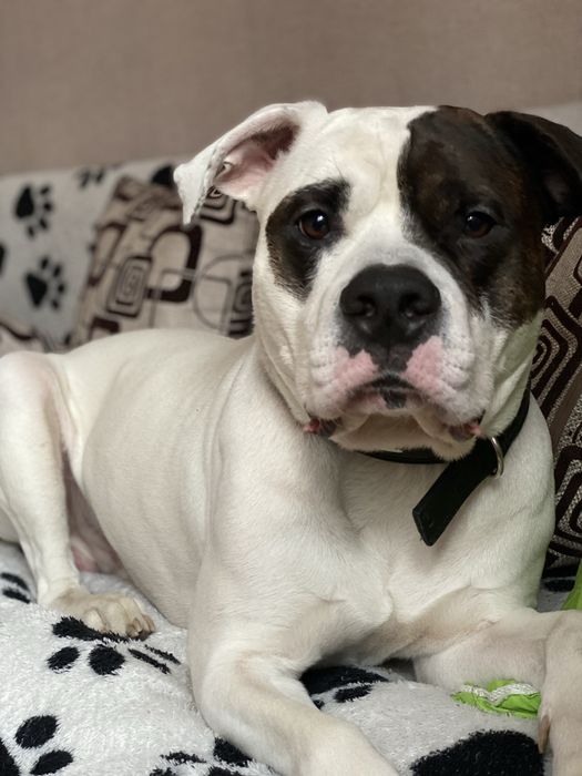 Собака питбуль ищет себе дом