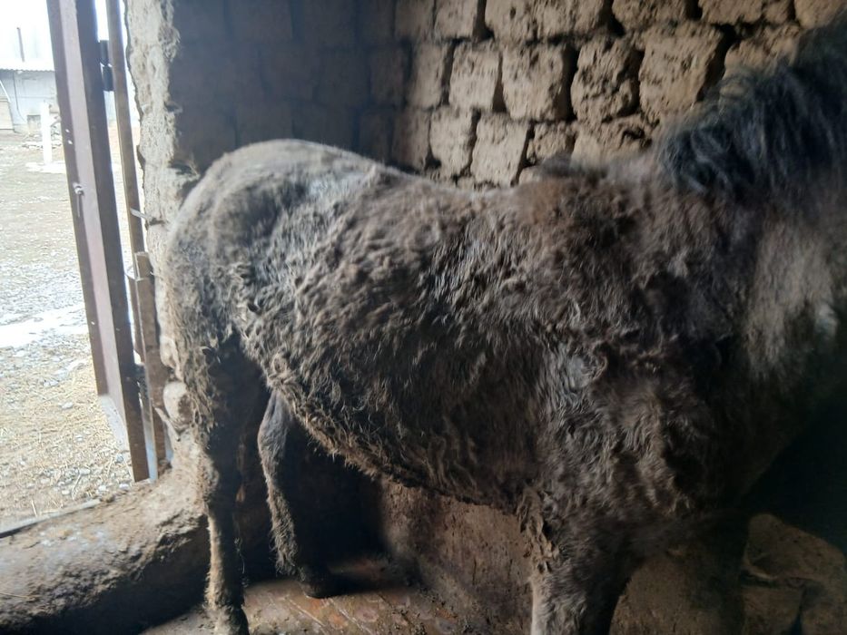 Жылқыы сатыладыы