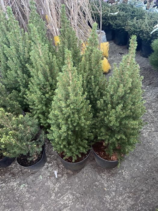 Ель коника, Ель инверса