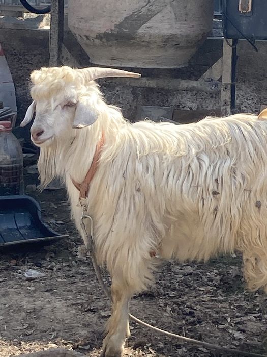 5ешкі сатылады 2лақ қасына жүреді