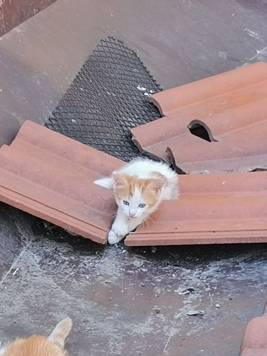 Падаряваме Котенца