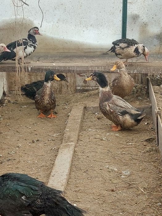 Утки башкирские ,,индоутки