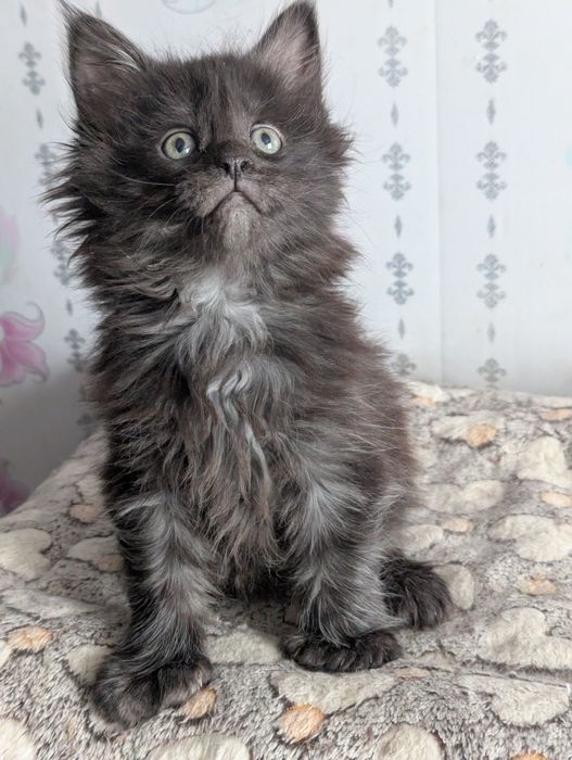 Мейн Кун Полидакт Бронь