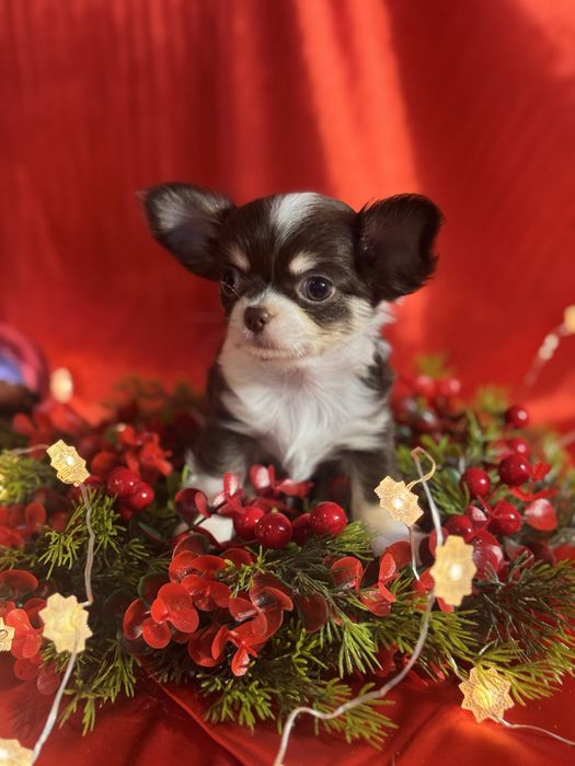 Щенок чихуахуа миник