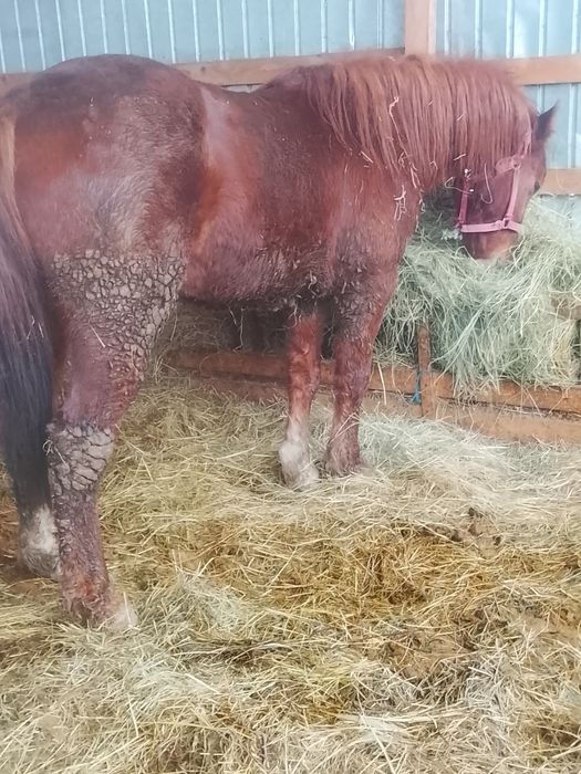 Vând mânz armăsar