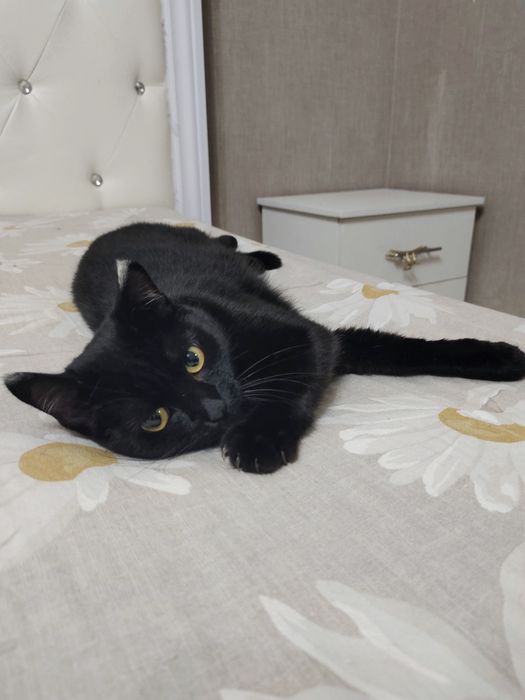 Кошка в добрые руки