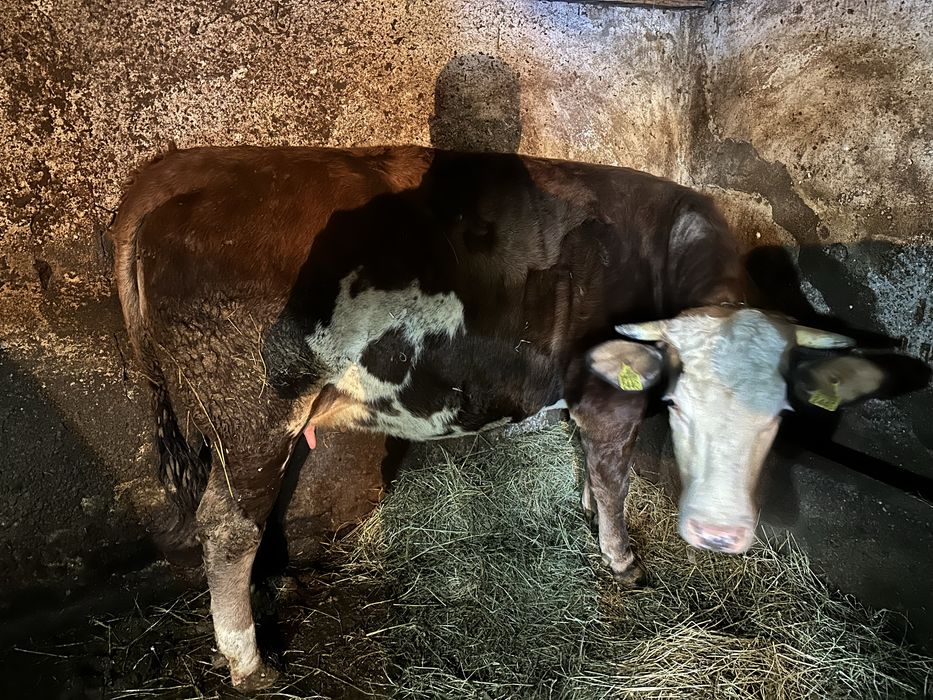 Vand juninca gestanta si metis Holstein