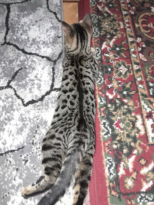 Бенгаль мушукча сотилади