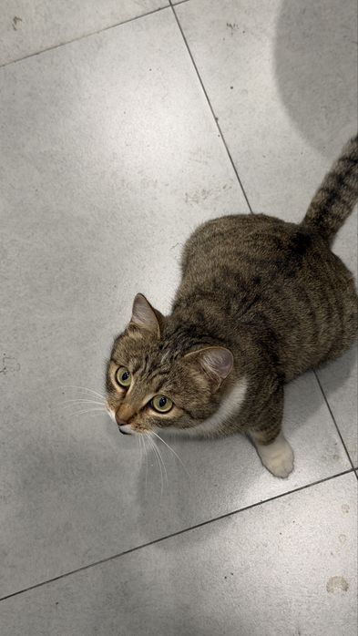 Котята! Срочно раздаем