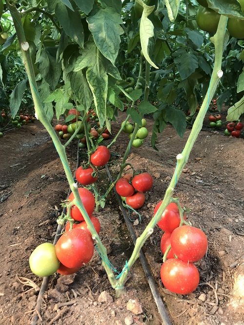 Rasad rosii / Rasaduri rosii profesionale