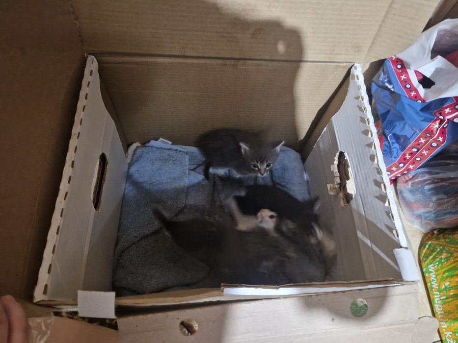 Отдам котят в добрые руки