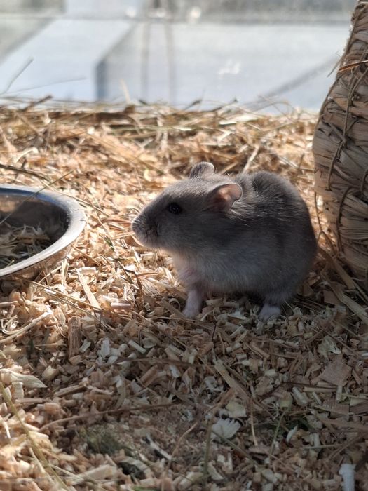 Хомяки джунгарские