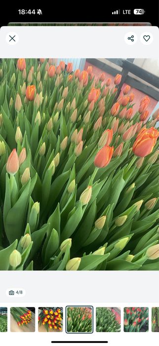 Голландские Тюльпаны оптом