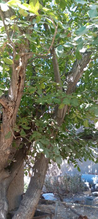 2 Yong'oq daraxti sotiladi