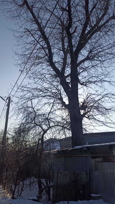 Продам дуб 4 метра первый сучок