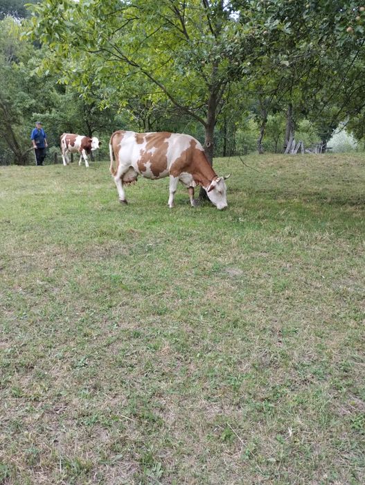 Vând vaca cu vitea bălțată romaneasca