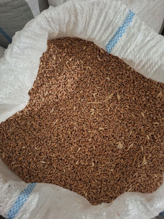 Vând cereale recolta 2025