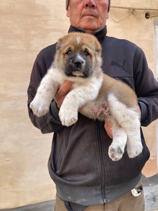 Щенок Алабая ( чистокровный ) Супер гигант