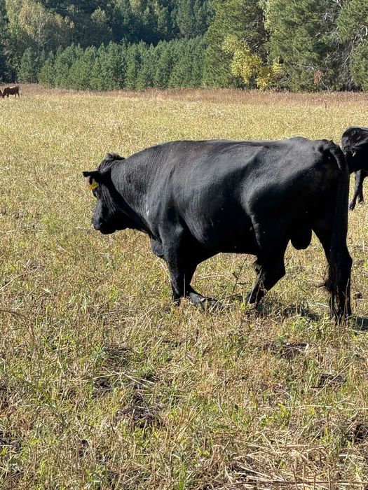 Продам бычка, Ангус 3 года