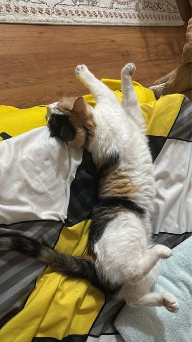 Отдам в хорошие руки