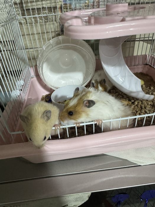 хамичеклар сотилади кафаси билан