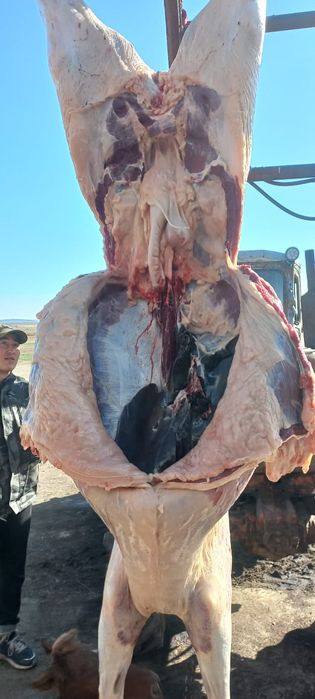 Семіз тай сатылады