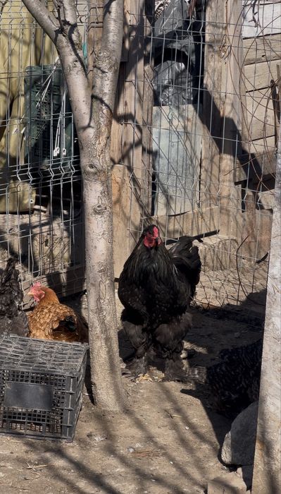 Vand cocoș pur Brahma