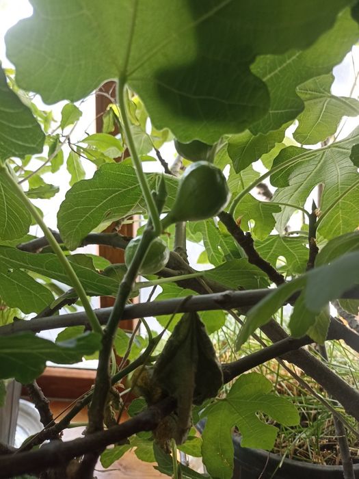 Продам комнатный Инжир