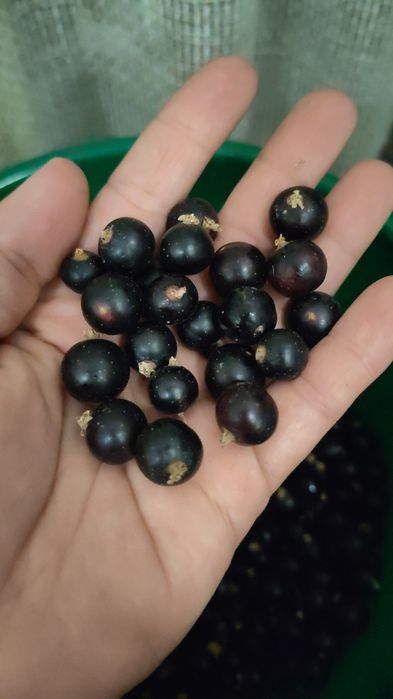 Продам смородину вкусную