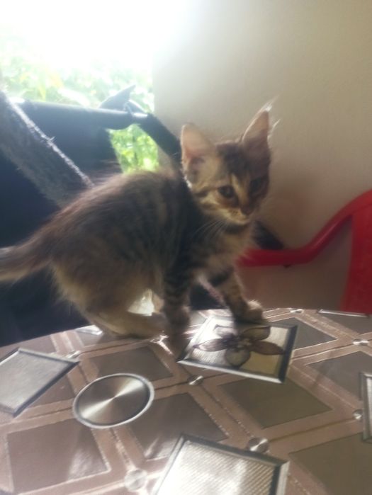 Dau spre adopție 2 pui de pisică  pufoși