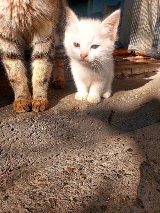 Отдам котят в Очень ДОБРЫЕ РУКИ !