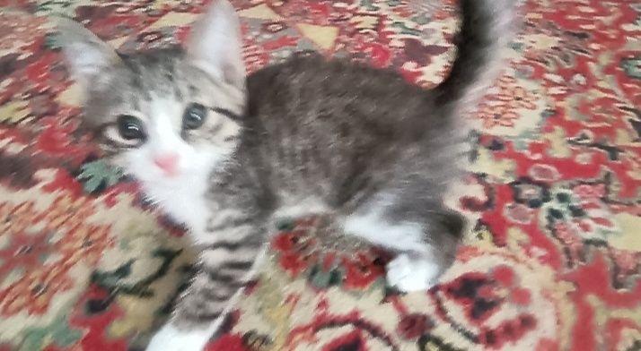Пристраиваются   котята