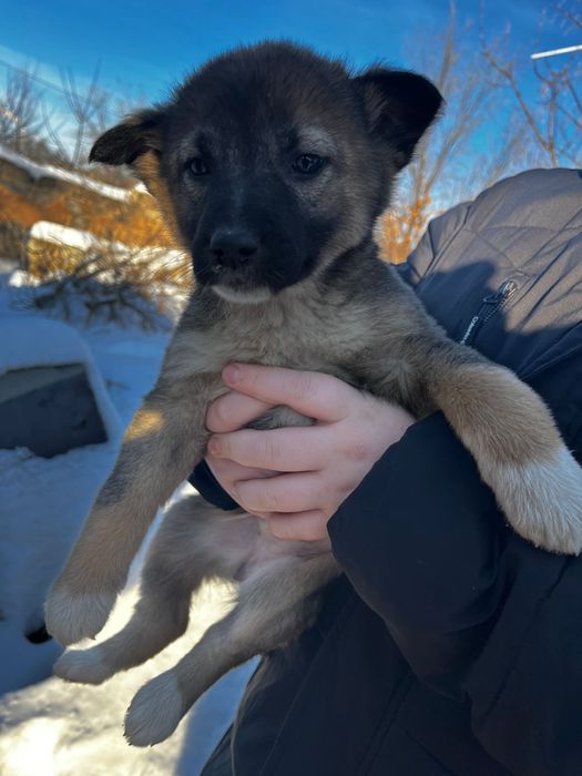 Любимые животные