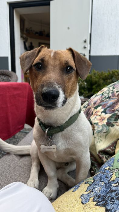 Джек рассел терьер для вязки