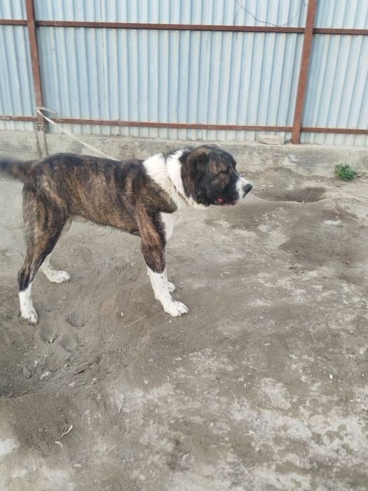 Alabay sotiladi Erkak