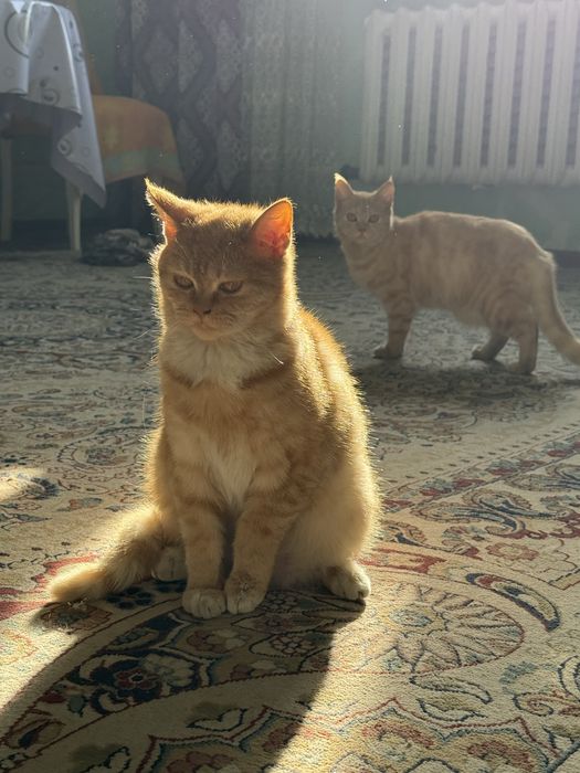 2 Кошки 1 Кот, рыжие