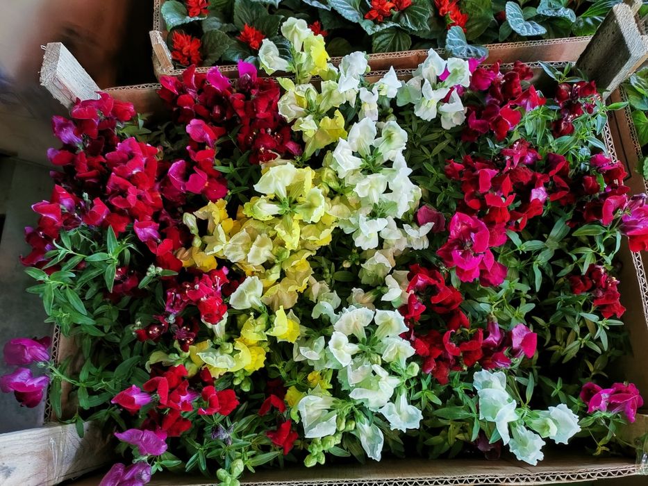 Садовое растения, доставка