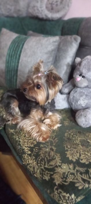 Передержка собак