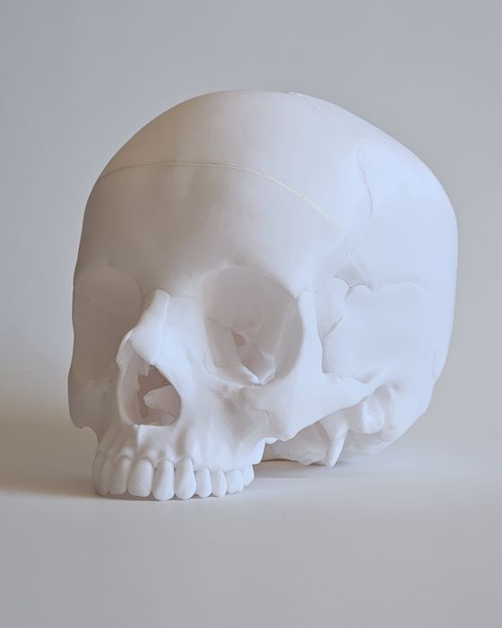 3D Принтиран анатомичен модел на череп