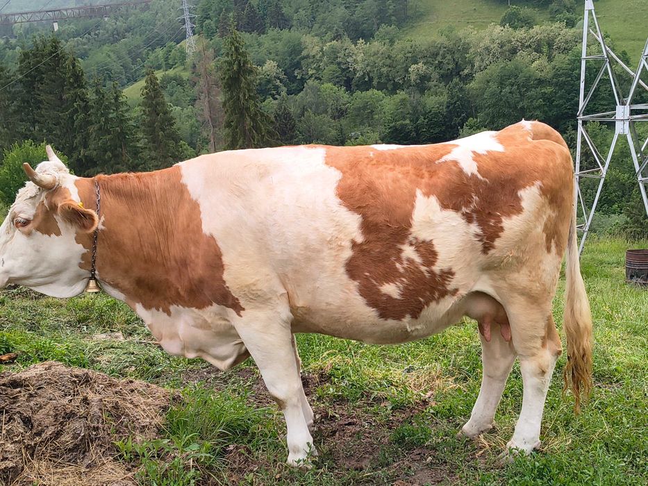 Vaca cu vițel de o săptămână