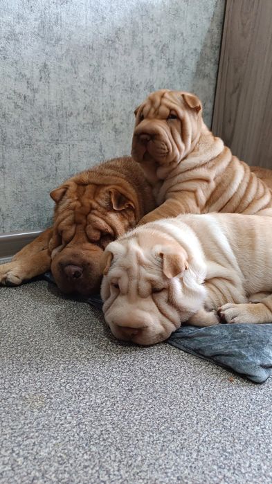 Щенки шарпей продажа