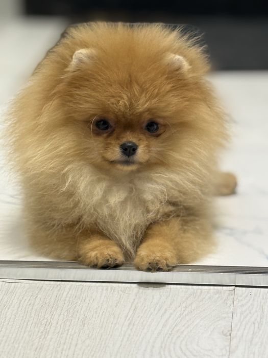Померанский шпиц (крохотная девочка)