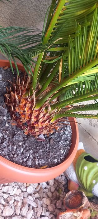 Palmier cicas revoluta Japonez la ghiveci .plante exotice la ghiveci