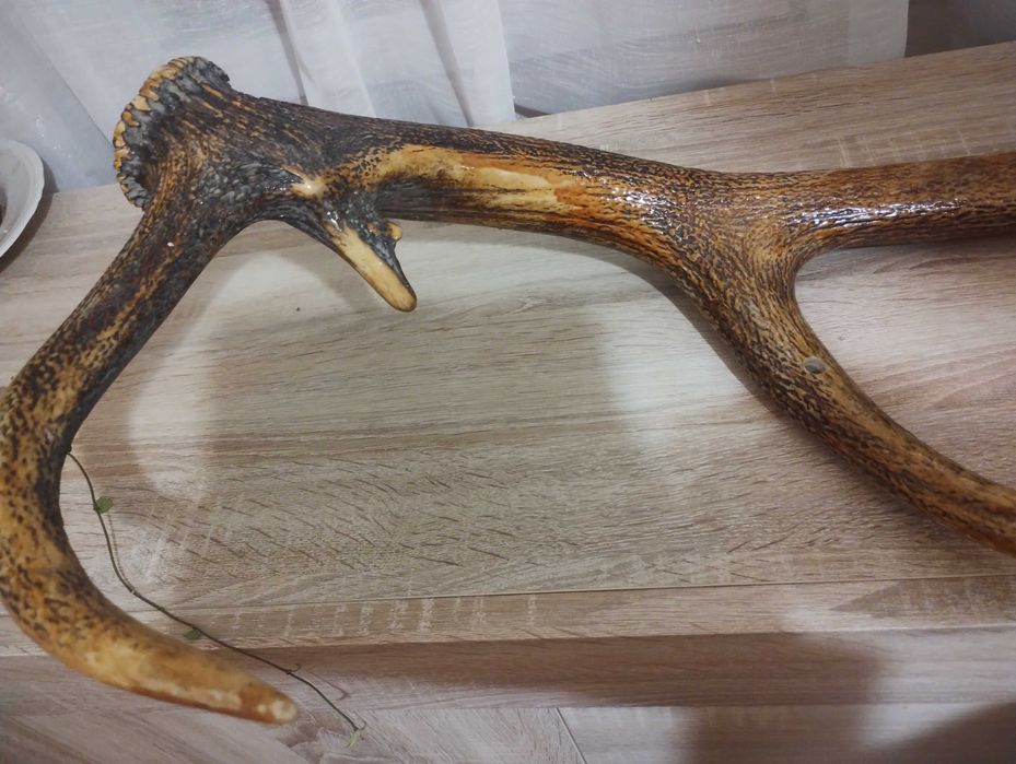 Специален еленов рог