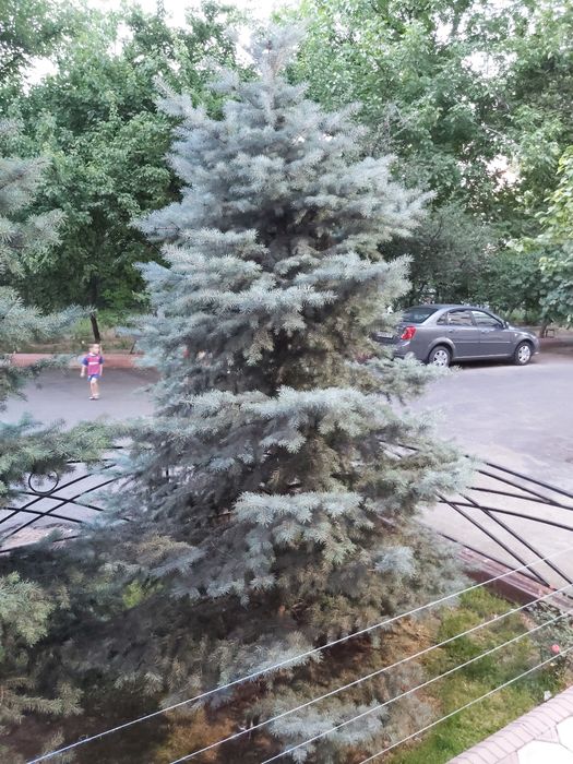 Ёлка Голубая Ель | Archa