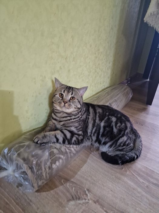 Кот ищет невесту