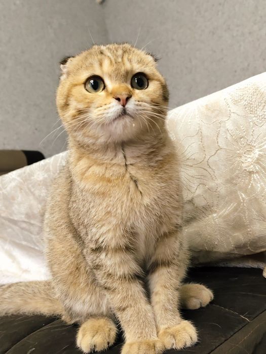 Dildo porno bilan kampir