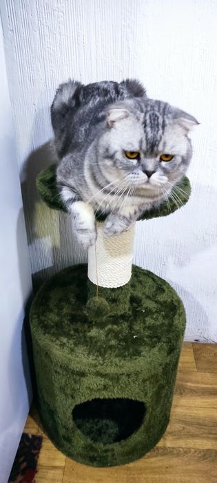 Сотилмиди! Хич кимга берворилмиди! На вязку скоттиш-фолд